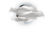 大连美国国际学校 |ACAMIS Football 2023 - 07 - Local Area Map-weather icon